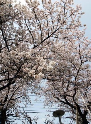 九浦の家の庭に咲く桜